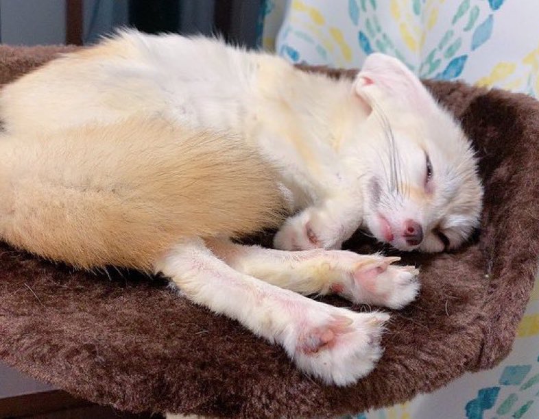 向量_Vector tweet media