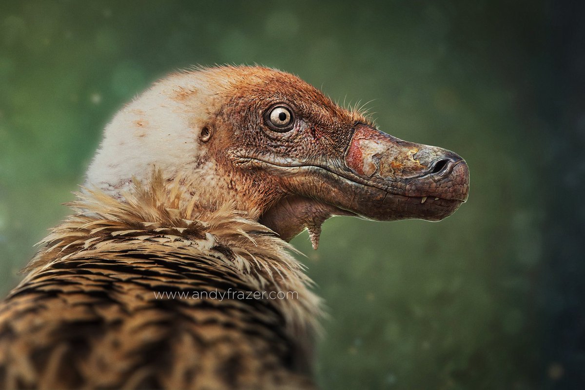 DragonsofWales 🇪🇺🏴󠁧󠁢󠁷󠁬󠁳󠁿 tweet media