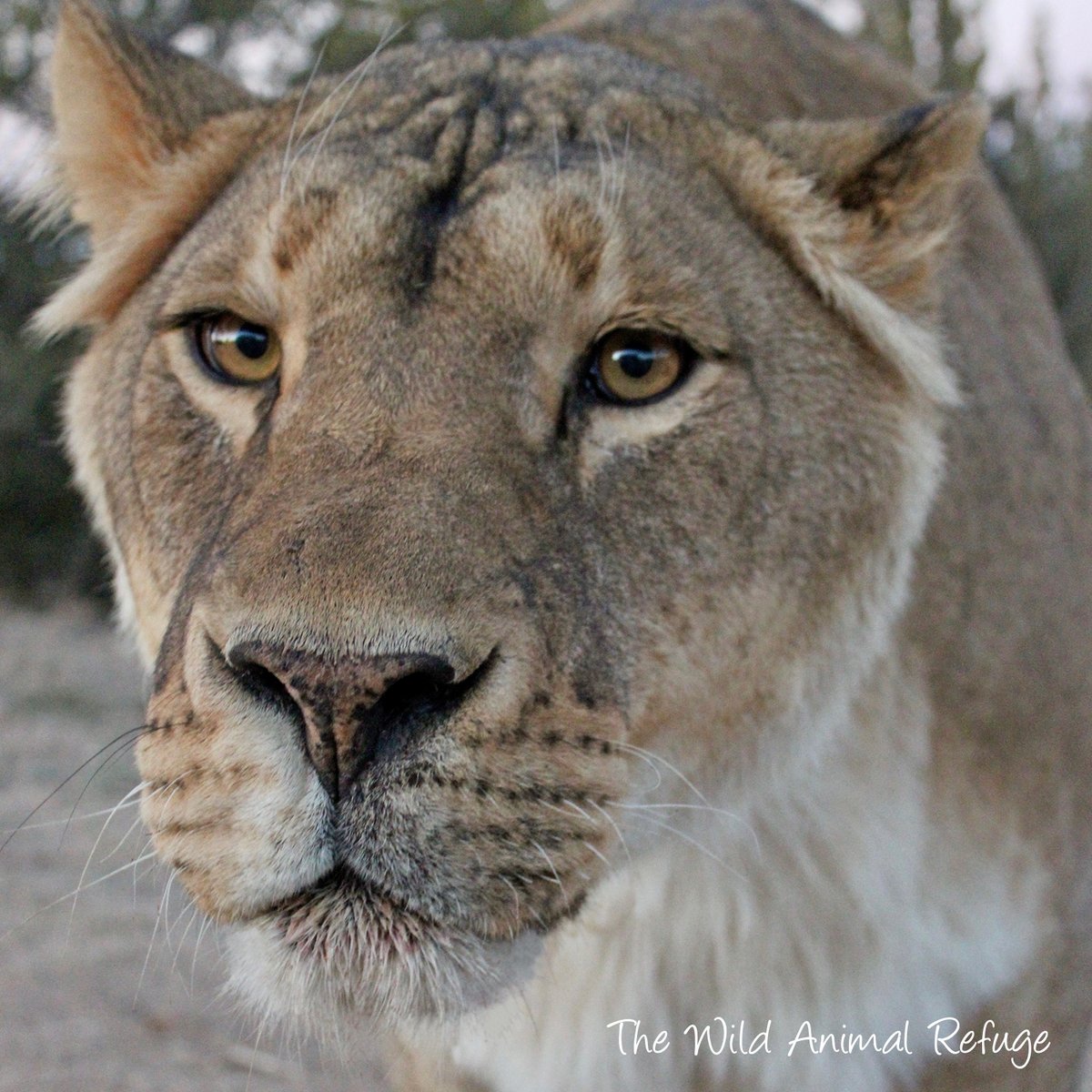 The Wild Animal Sanctuary tweet media