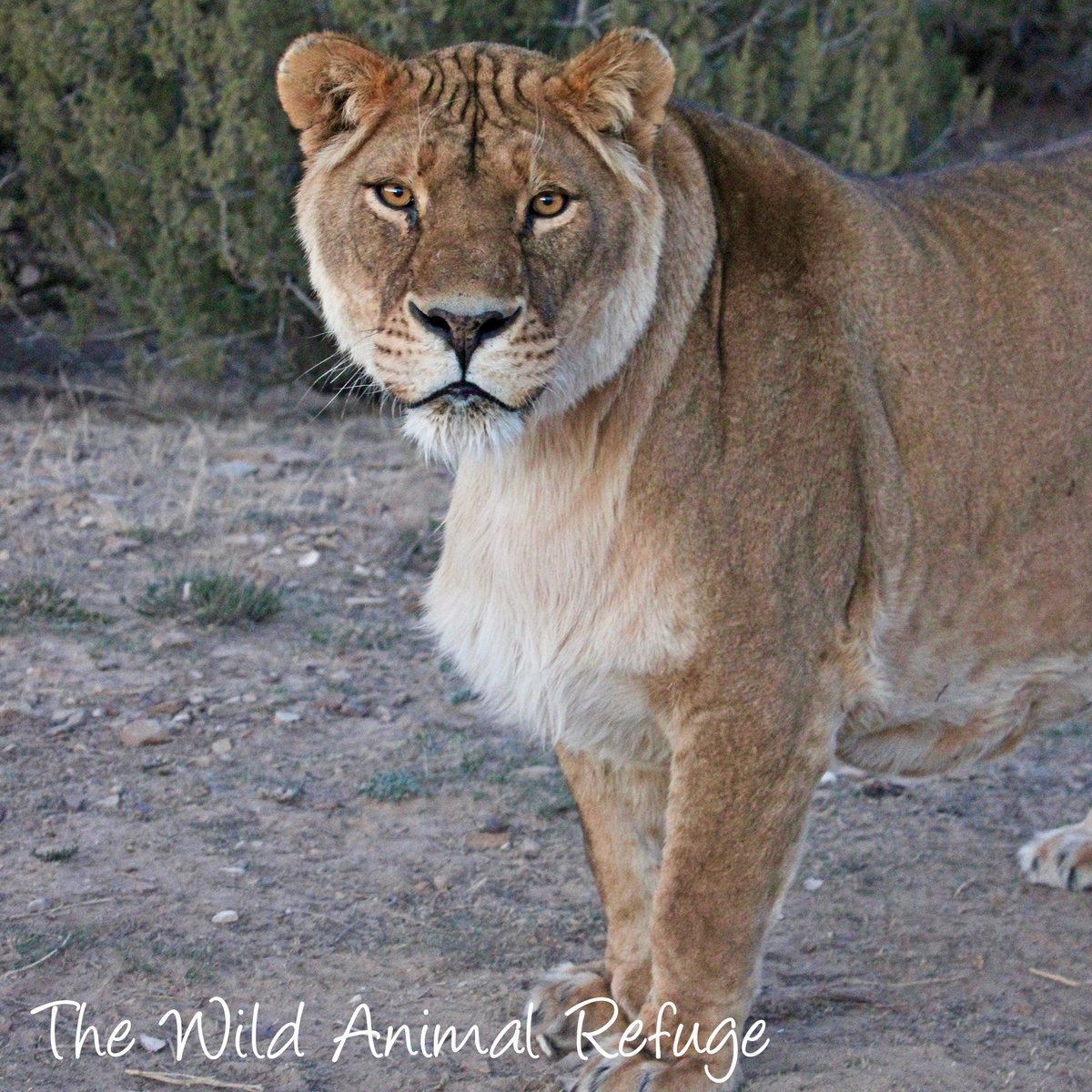 The Wild Animal Sanctuary tweet media