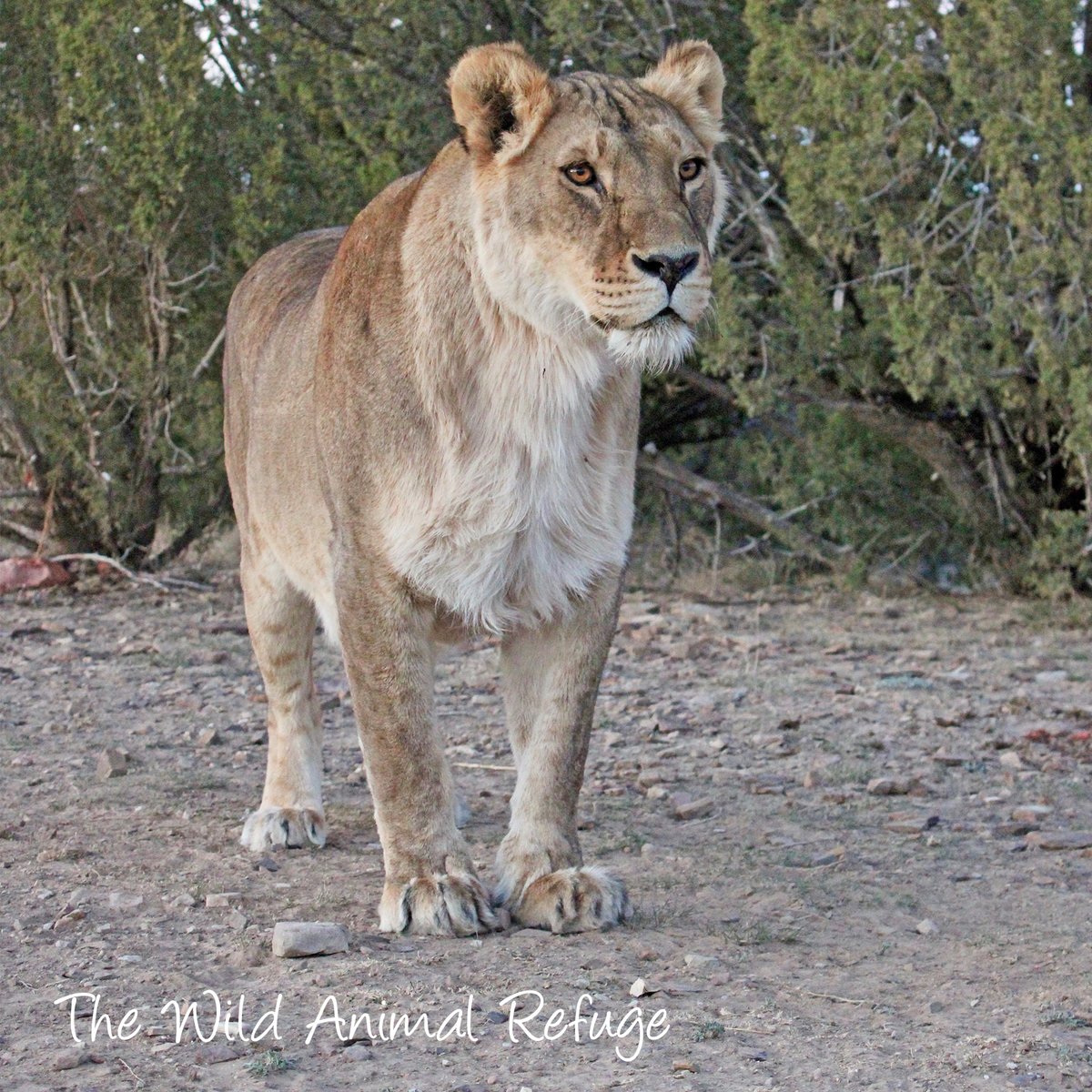 The Wild Animal Sanctuary tweet media