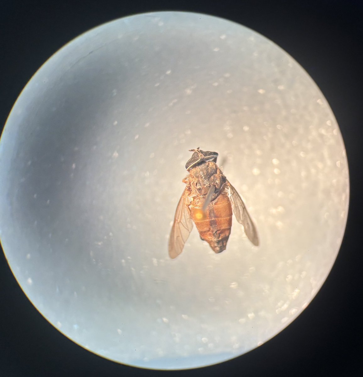 junin MED UFRGS⚕️ tweet media