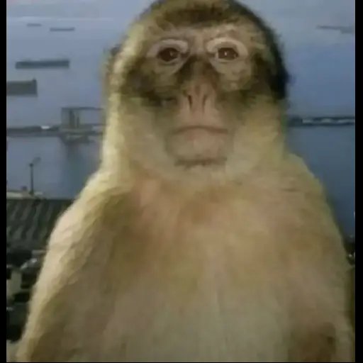 jojonono tweet media