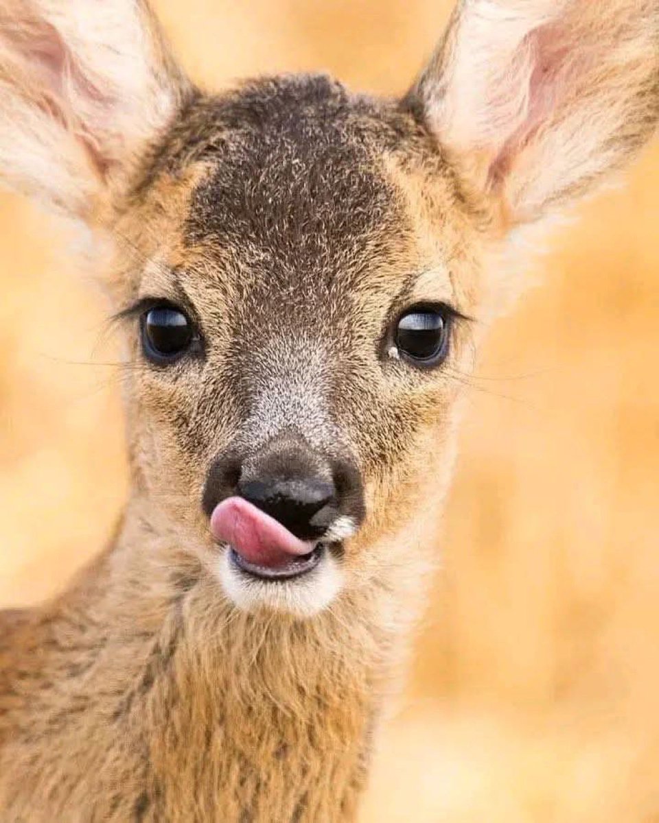 ☀️🪐L♡+°●🦩•+◇💫🌠 tweet media