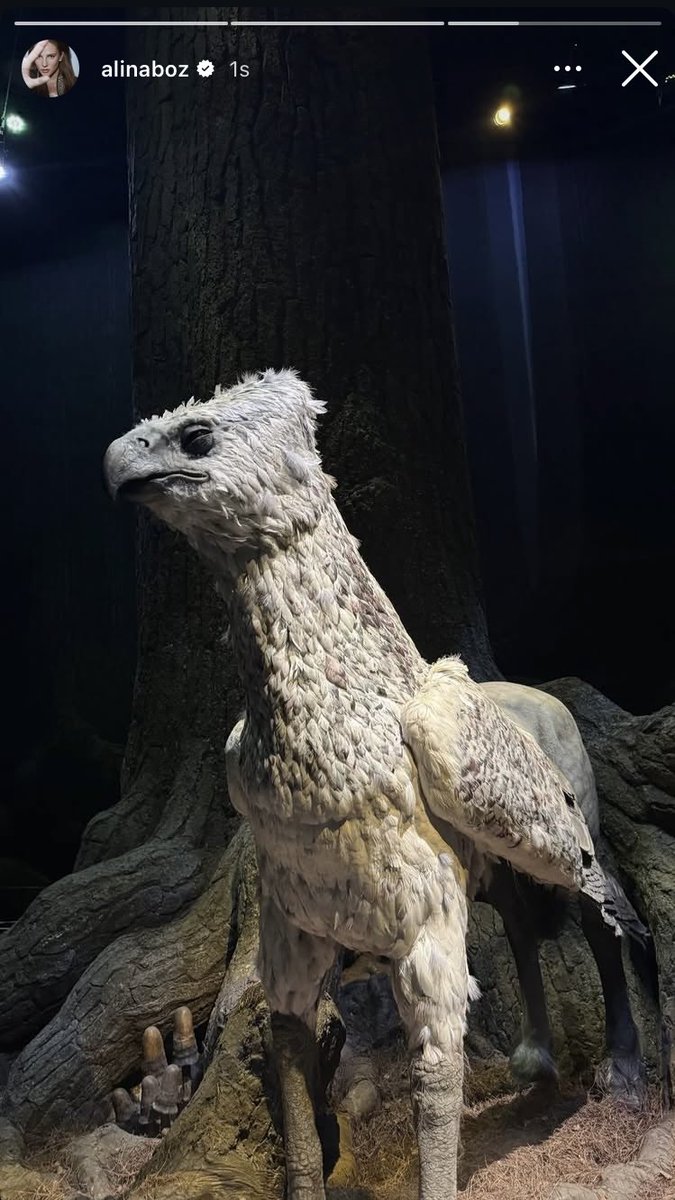 All About Alina Boz tweet media