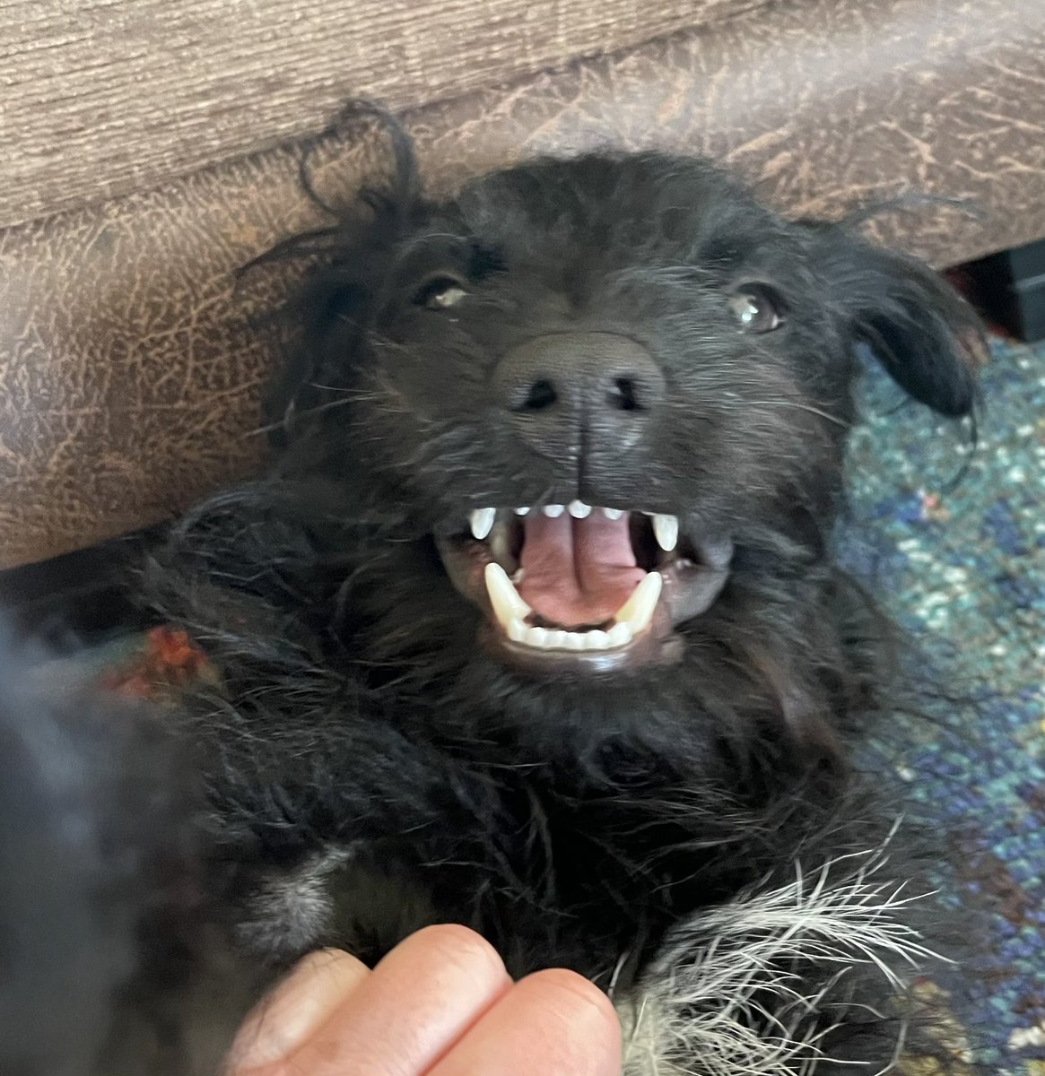 Adele and Rex (former staff to Monty🌈& Jilly🌈) tweet media