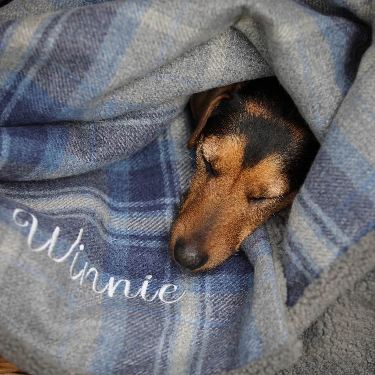 Dotty4Paws tweet media