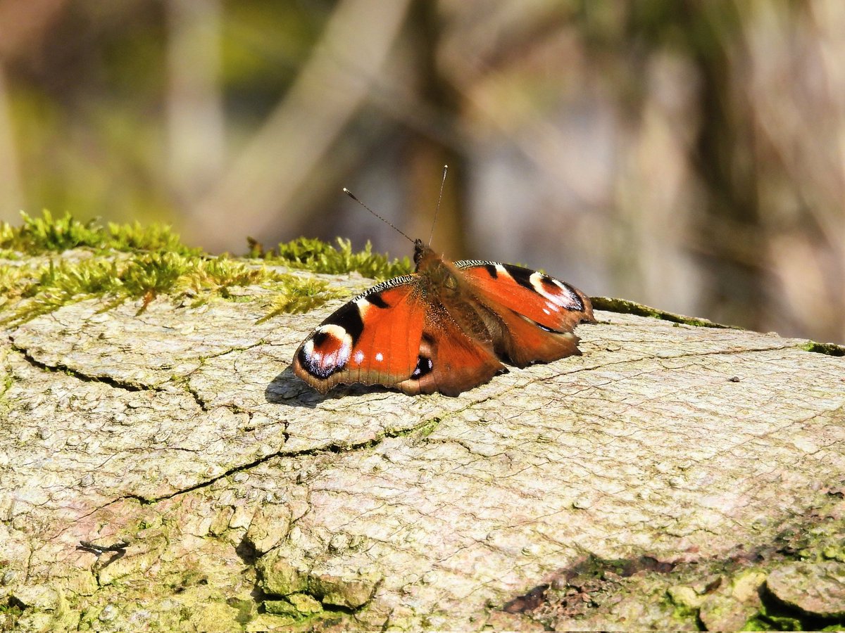 Ellie 🌲🌼🦜 tweet media