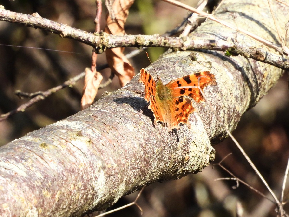 Ellie 🌲🌼🦜 tweet media