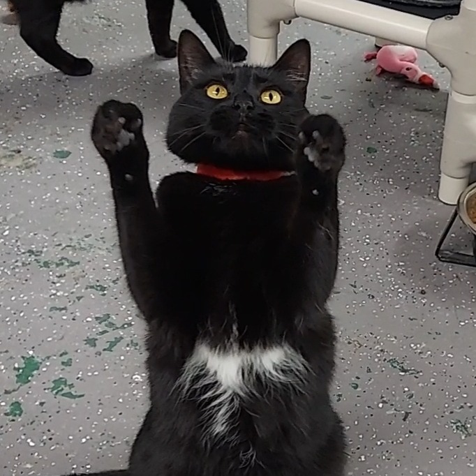 Tree House Humane Society tweet media