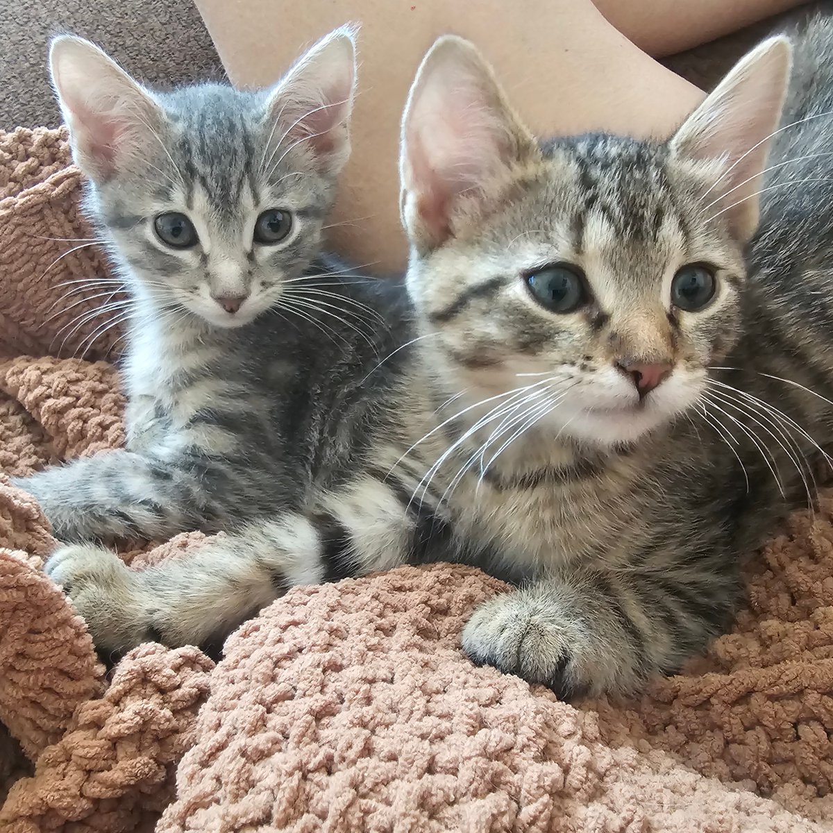 Tree House Humane Society tweet media