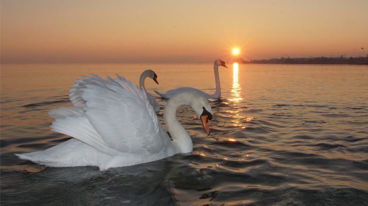 softly magical°🦢♡ tweet media