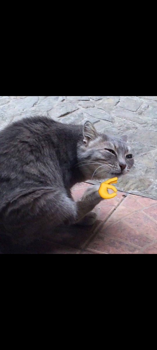 Picolas Cage tweet media