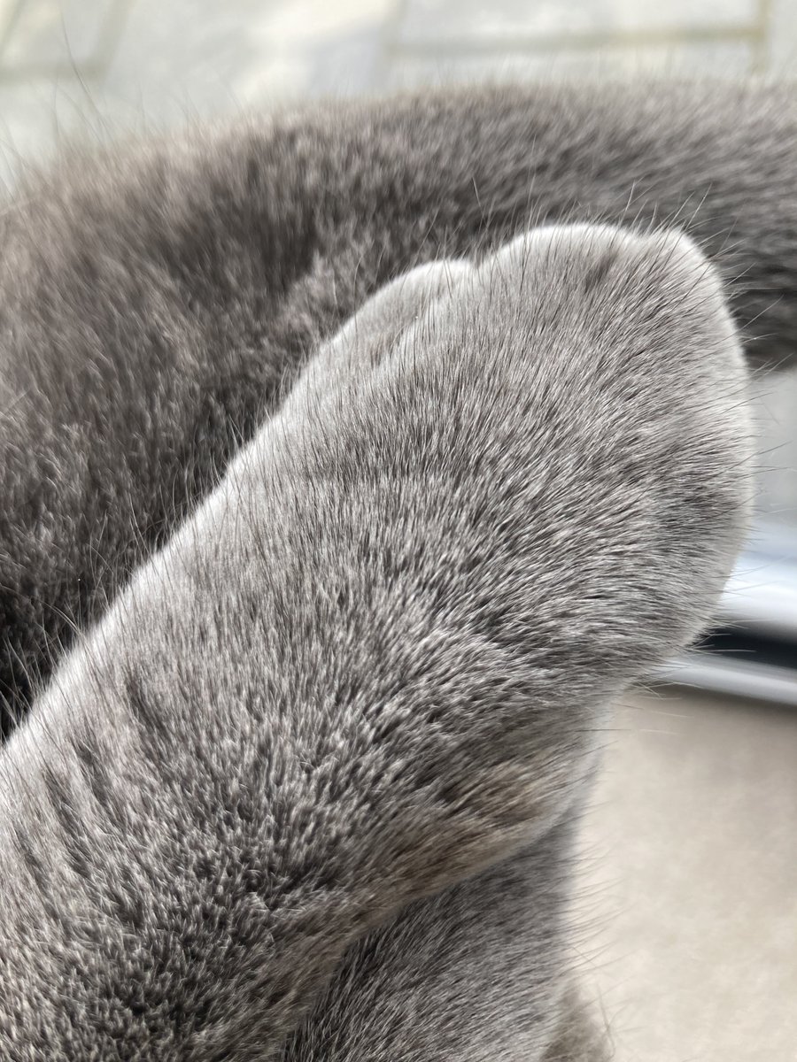 “Mrs T”🌲🍂Basil & Mia 😺😺 tweet media