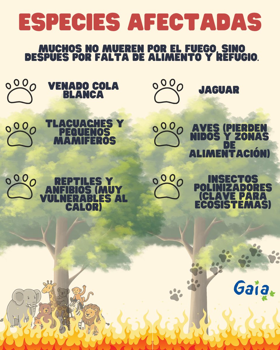 Gaia, A.C. México tweet media
