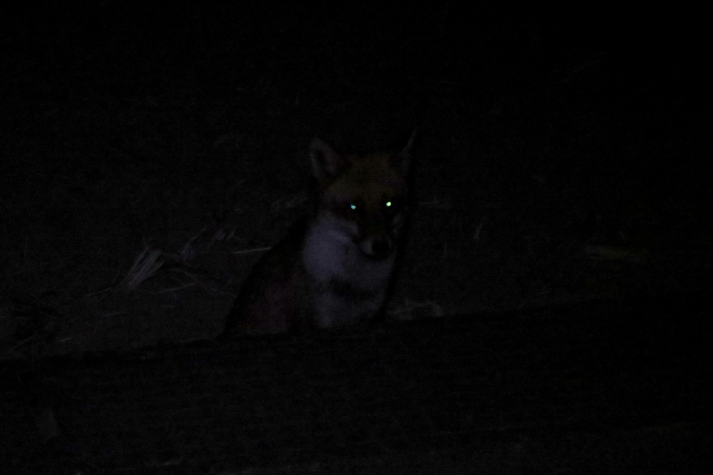 sun29san's tweet photo. 柴犬沙羅ポポ　早朝の散歩　　向こうにあおいてん二つ　　止まると側溝の向こう畑の中で見てる、餌あげてはいけない、でも沙羅のオヤツ持っている/。
　あげてしまった。 https://t.co/aaN8kwPDat