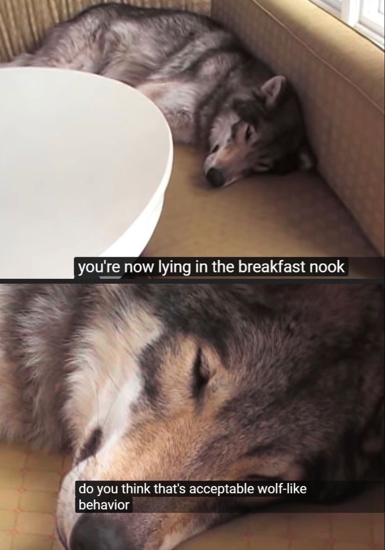 luca 🌲 tweet media