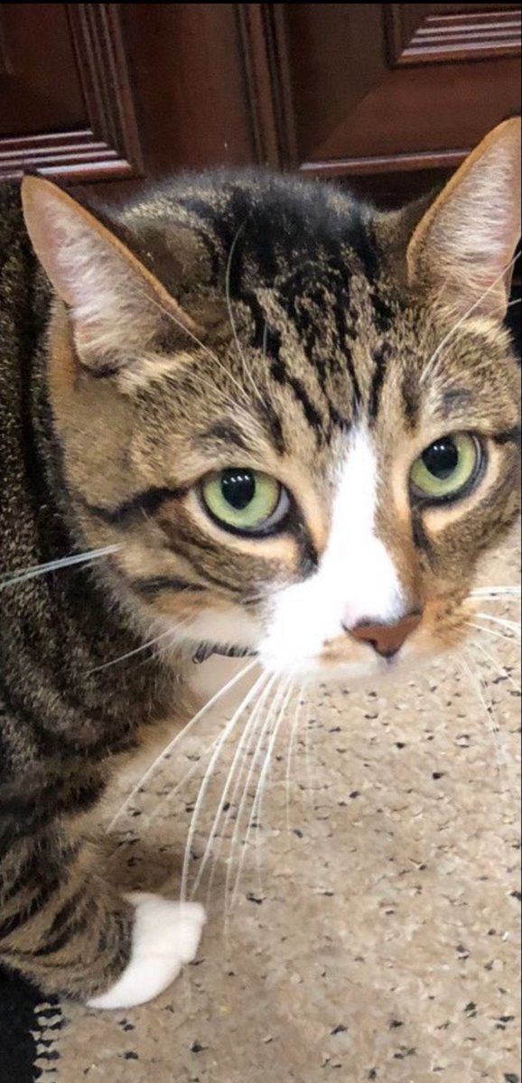 Jeff Chase tweet media