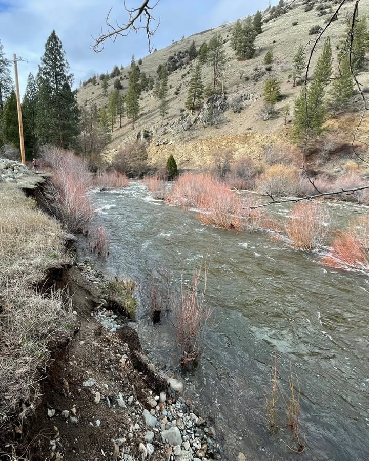 California Trout tweet media