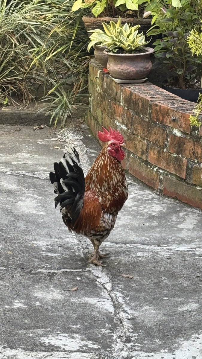 Alejandro Serrano® tweet media