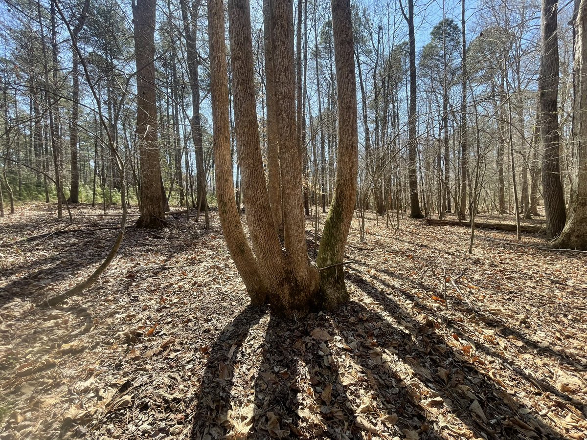 Catholic Woodsman tweet media