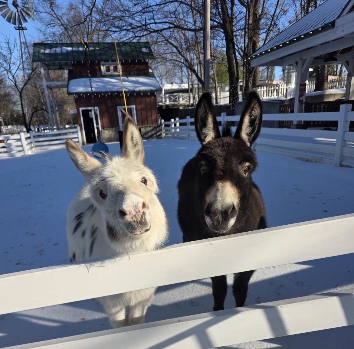 SimpleTim tweet media