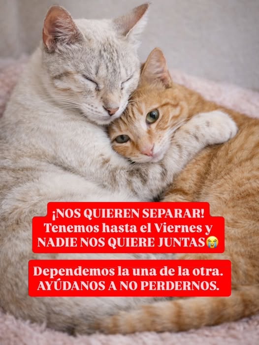 Carolina tweet media