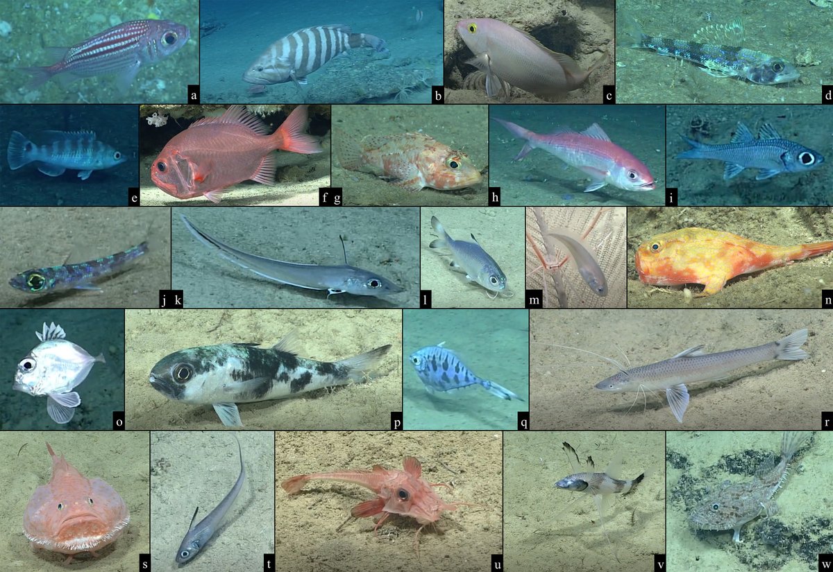 NOAA Ocean Exploration tweet media