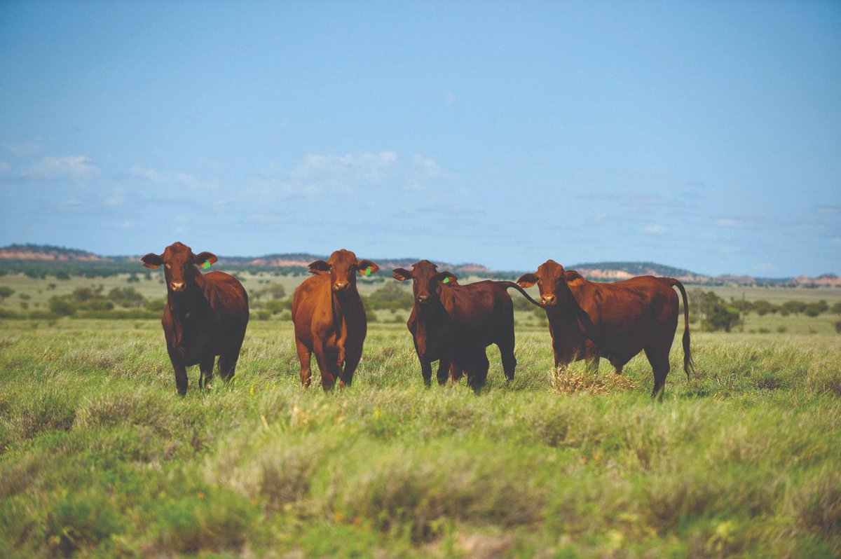 FutureBeef tweet media