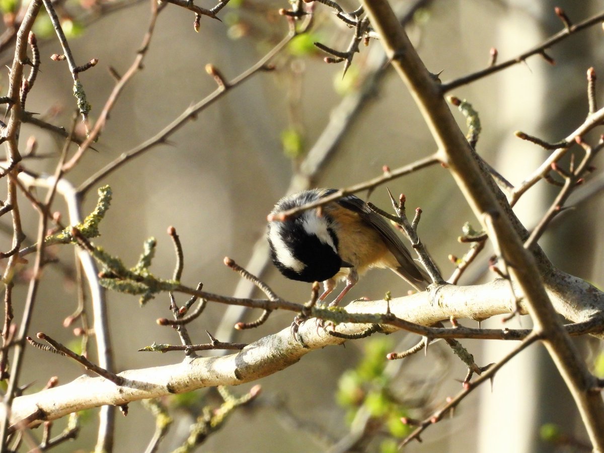 Ellie 🌲🌼🦜 tweet media