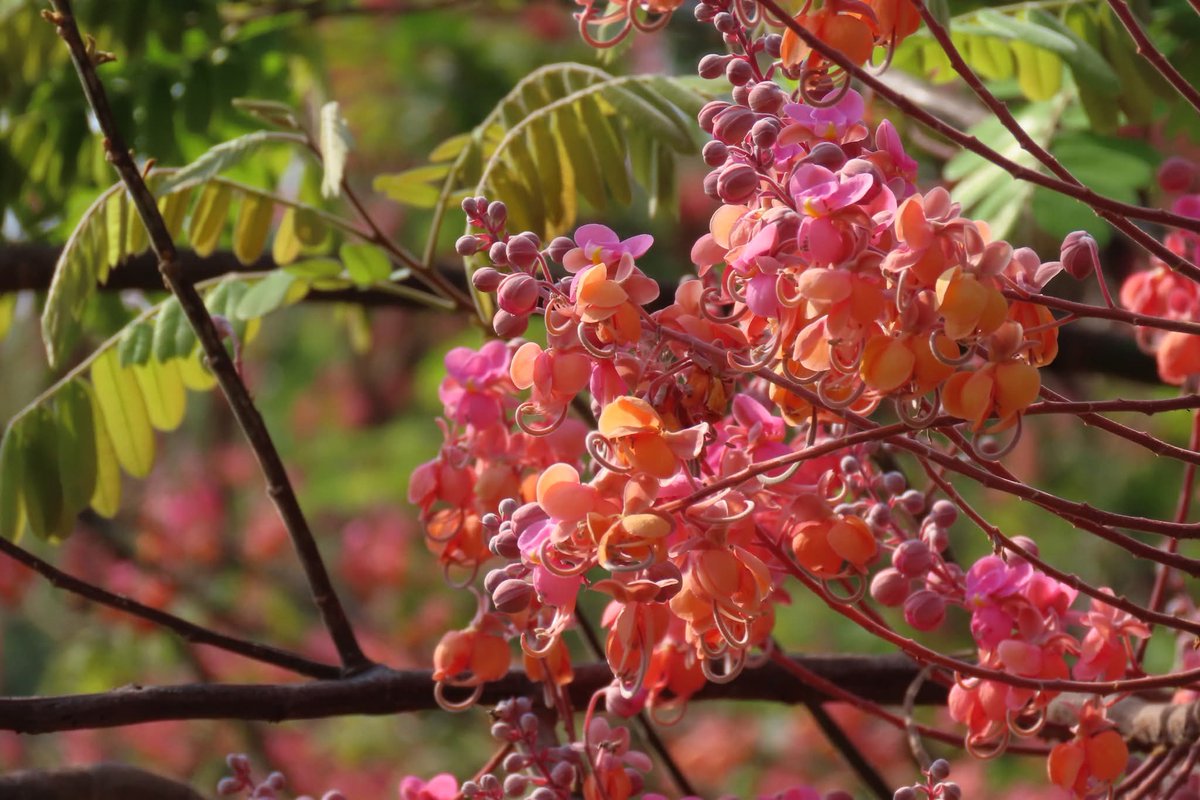 กรมอุทยานแห่งชาติ สัตว์ป่า และพันธุ์พืช tweet media