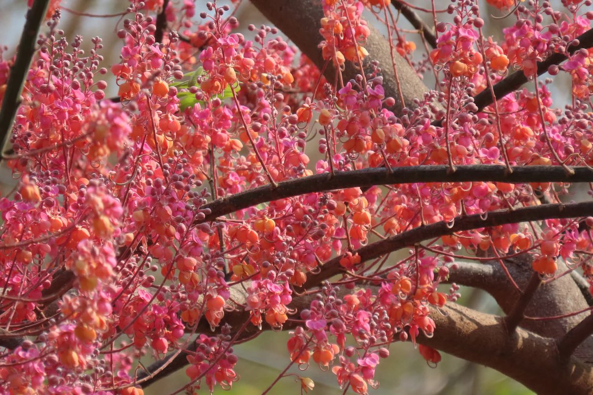 กรมอุทยานแห่งชาติ สัตว์ป่า และพันธุ์พืช tweet media