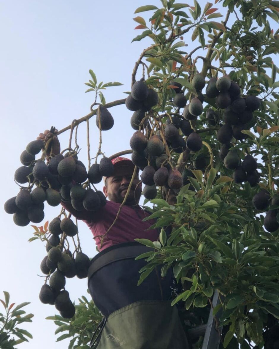 United Farm Workers tweet media