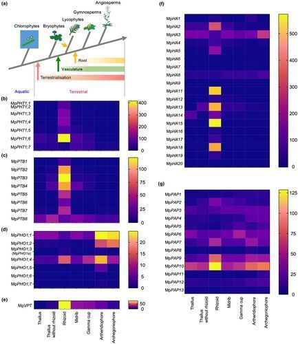 New Phytologist tweet media