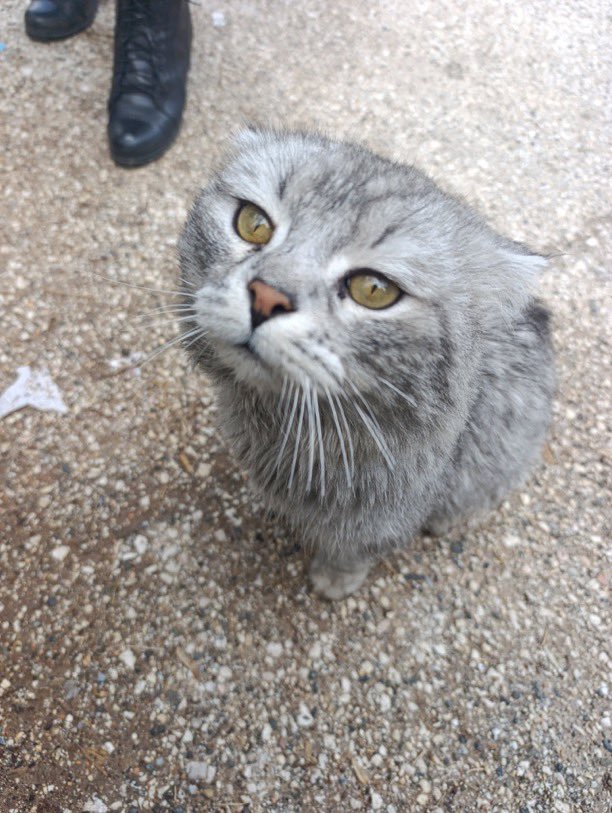 Masum Gözler tweet media