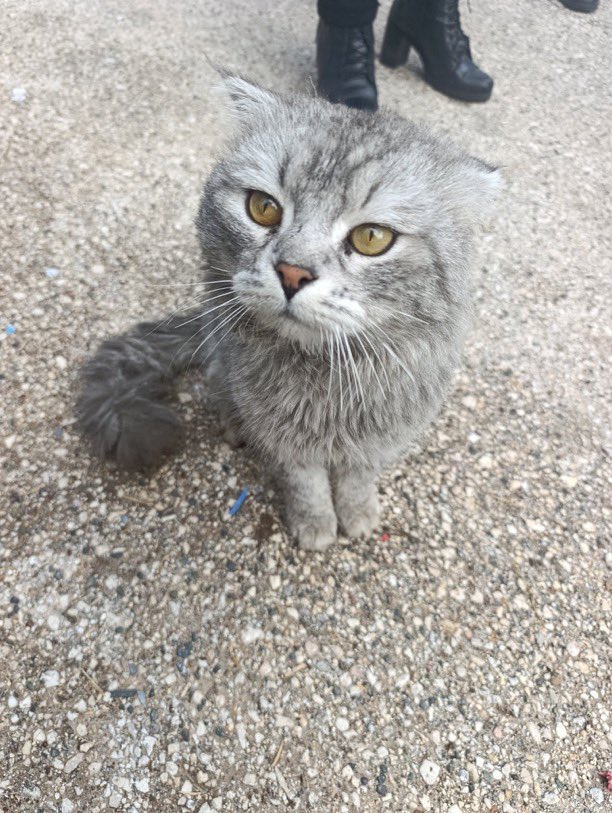 Masum Gözler tweet media