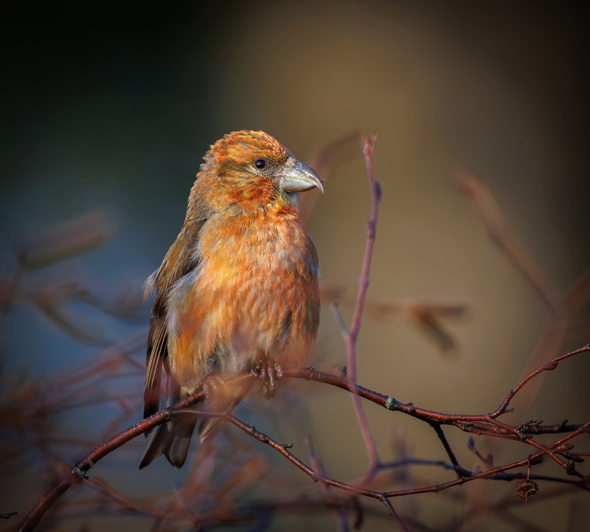 Brian's Birds tweet media