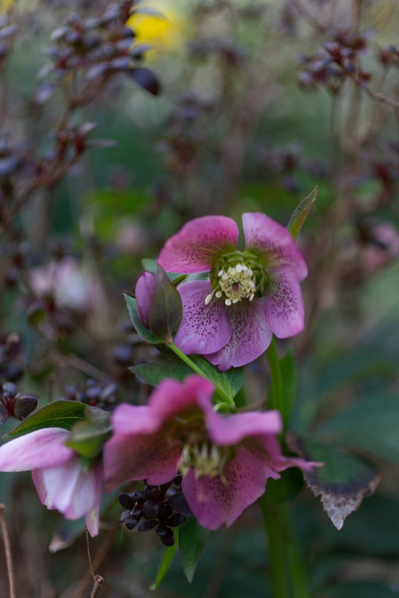 Jacques-Yves Cousteau tweet media