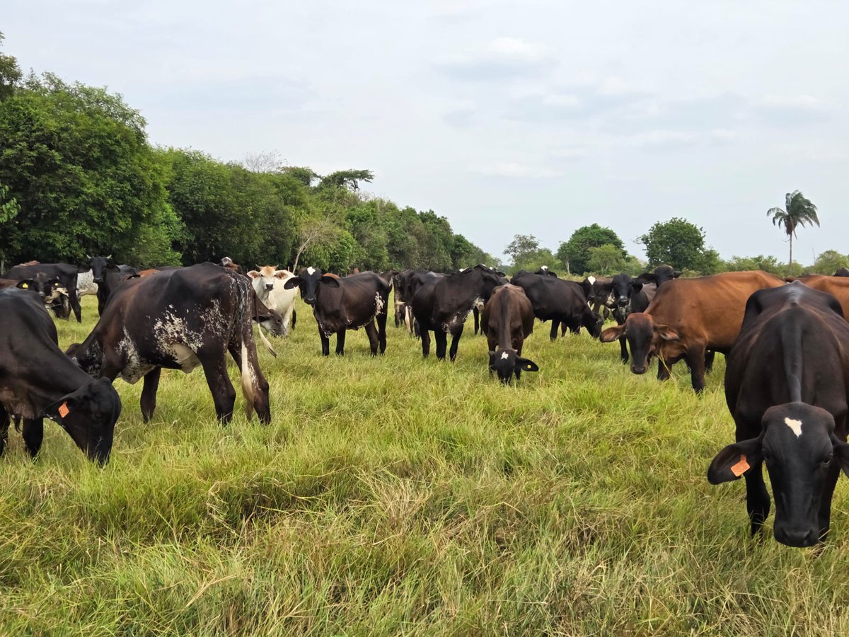 Tame Pasión Ganadera tweet media