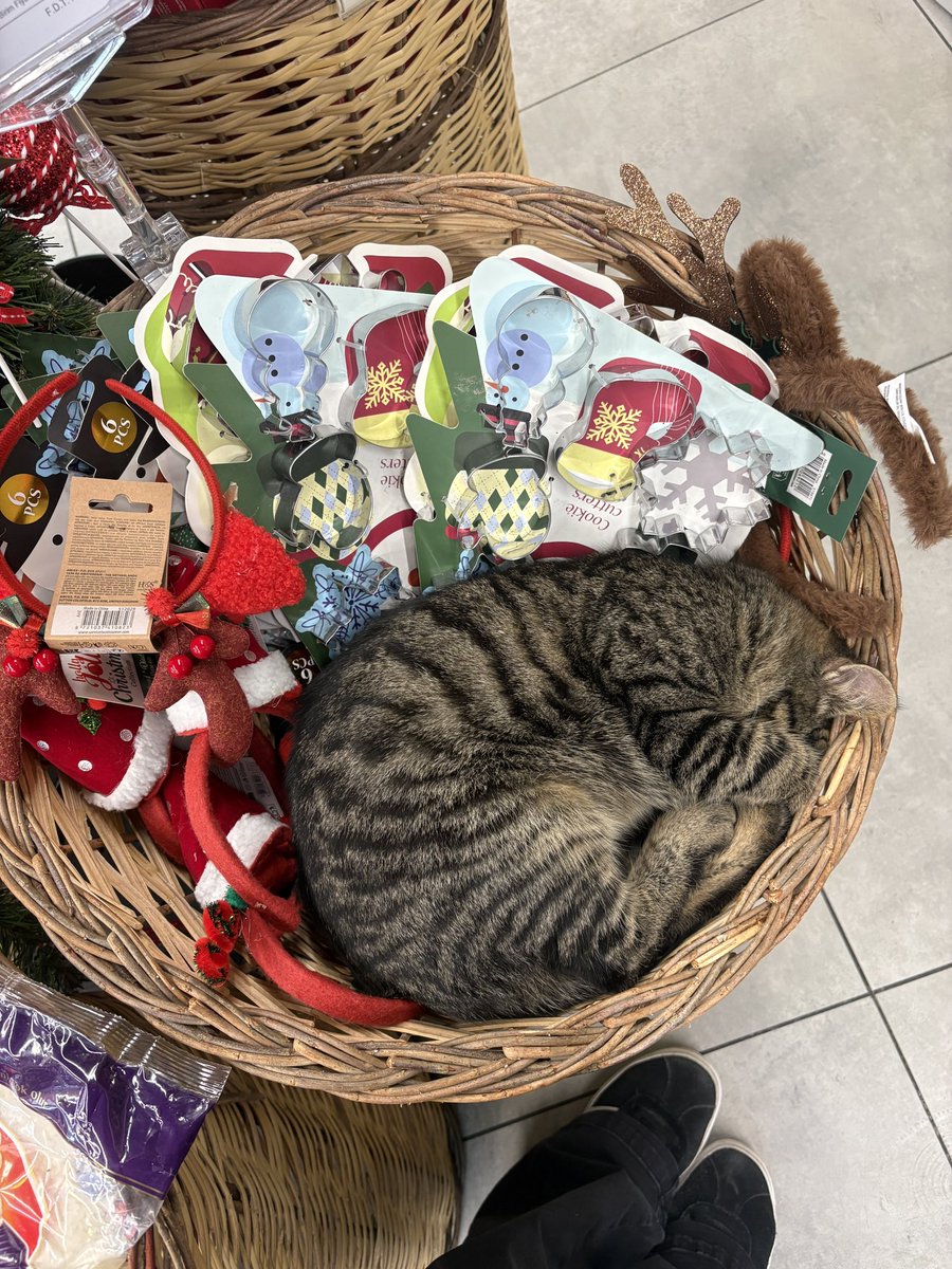 ‎rina 𖥔 ݁ ˖๋ tweet media