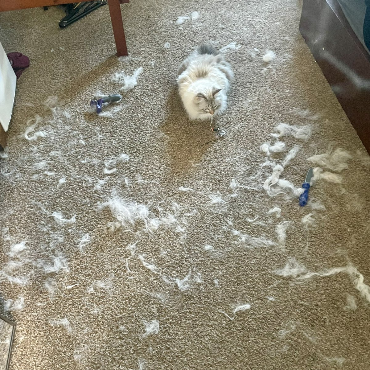 Ace Ayune - Oracle VTuber 🌅 tweet media