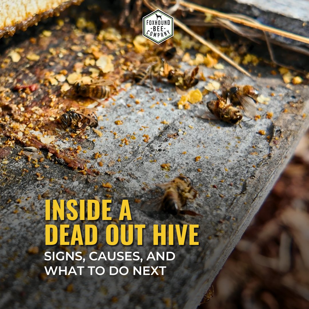 Foxhound Bee Company tweet media