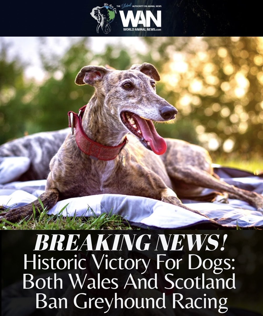 World Animal News tweet media