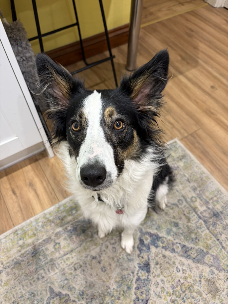 Puppy Bess and Auntie Kes tweet media