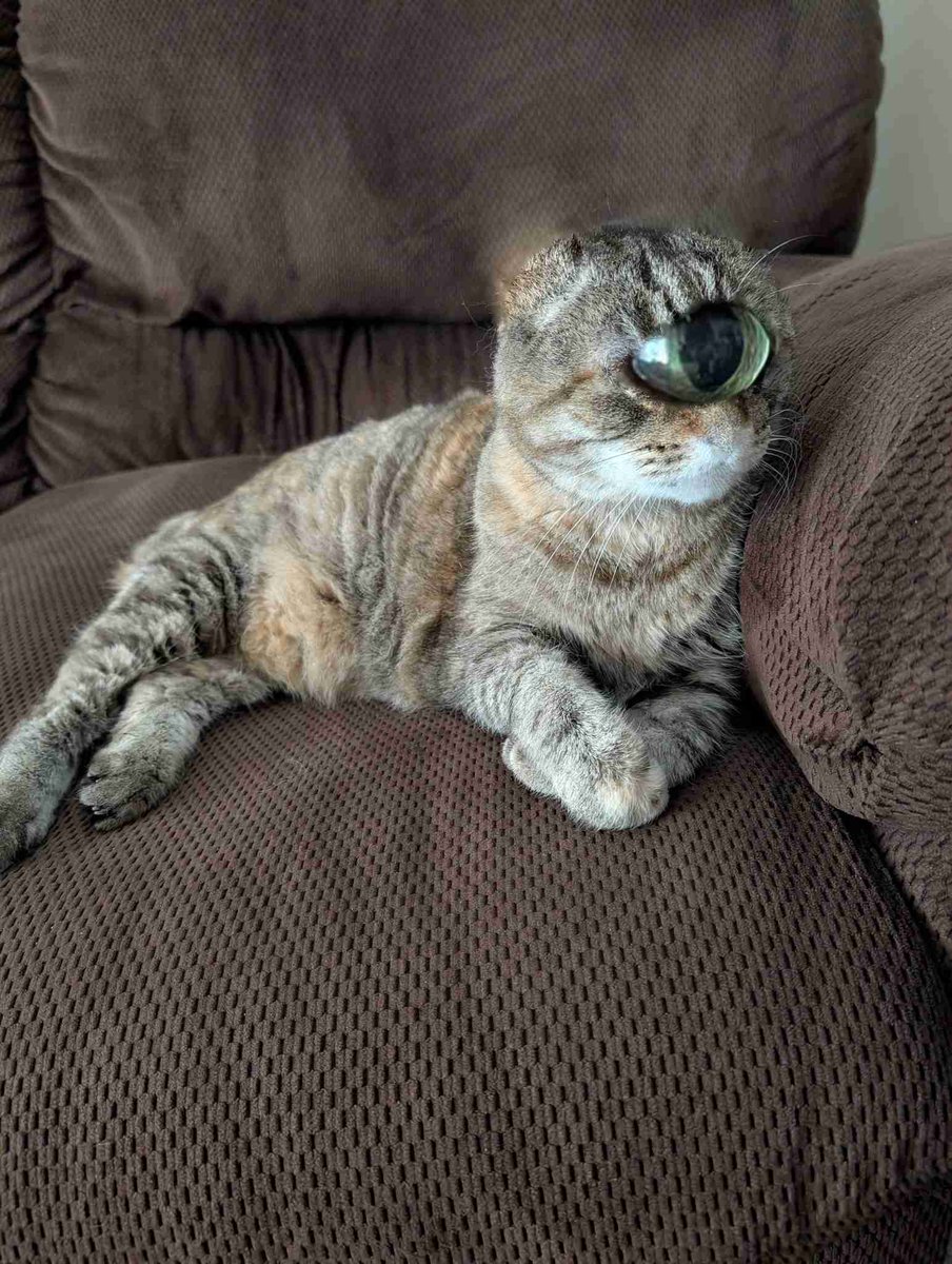 phantotree tweet media