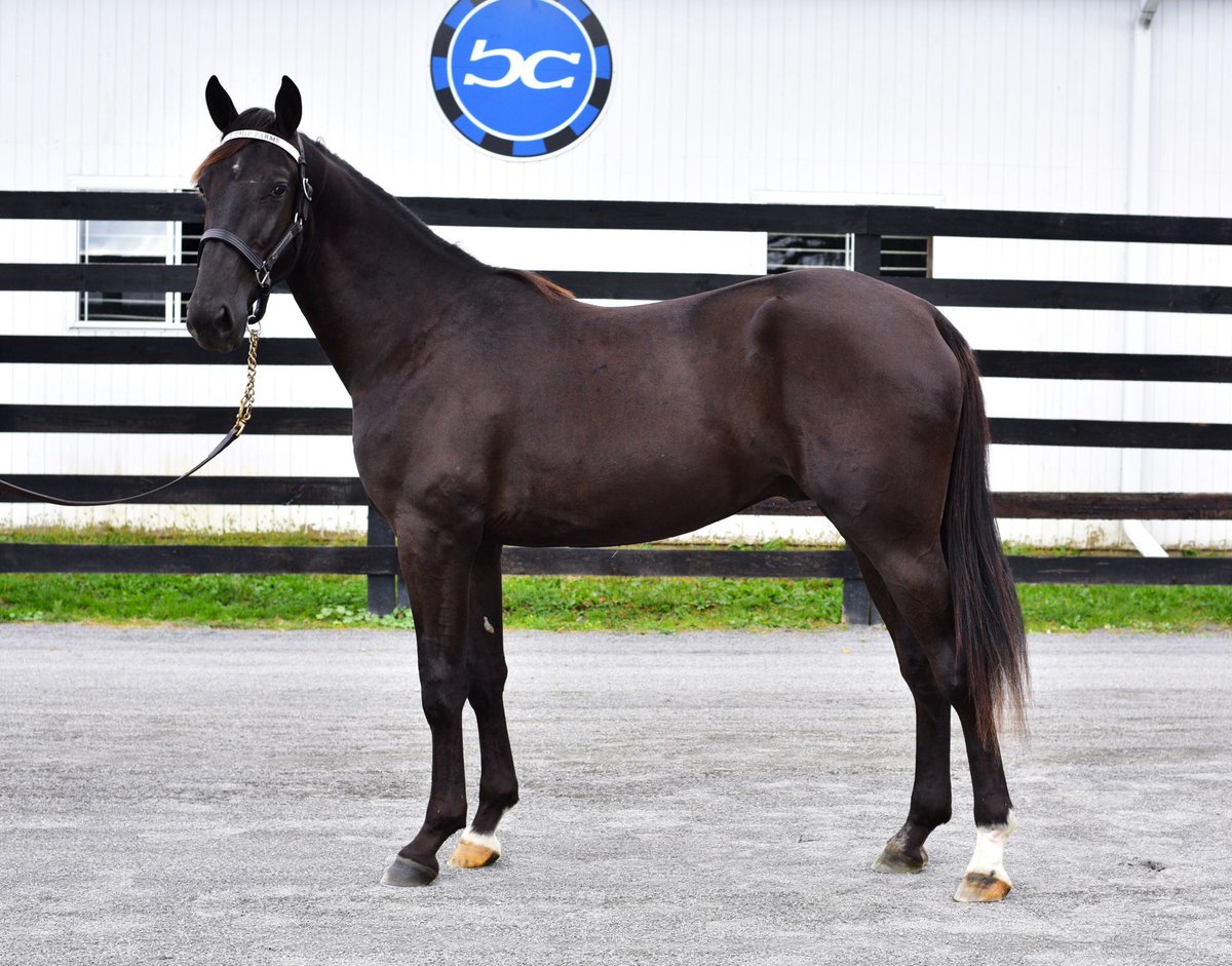 Blue Chip Farms tweet media