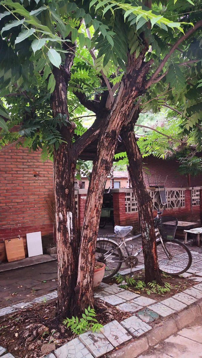 Tad Mane tweet media