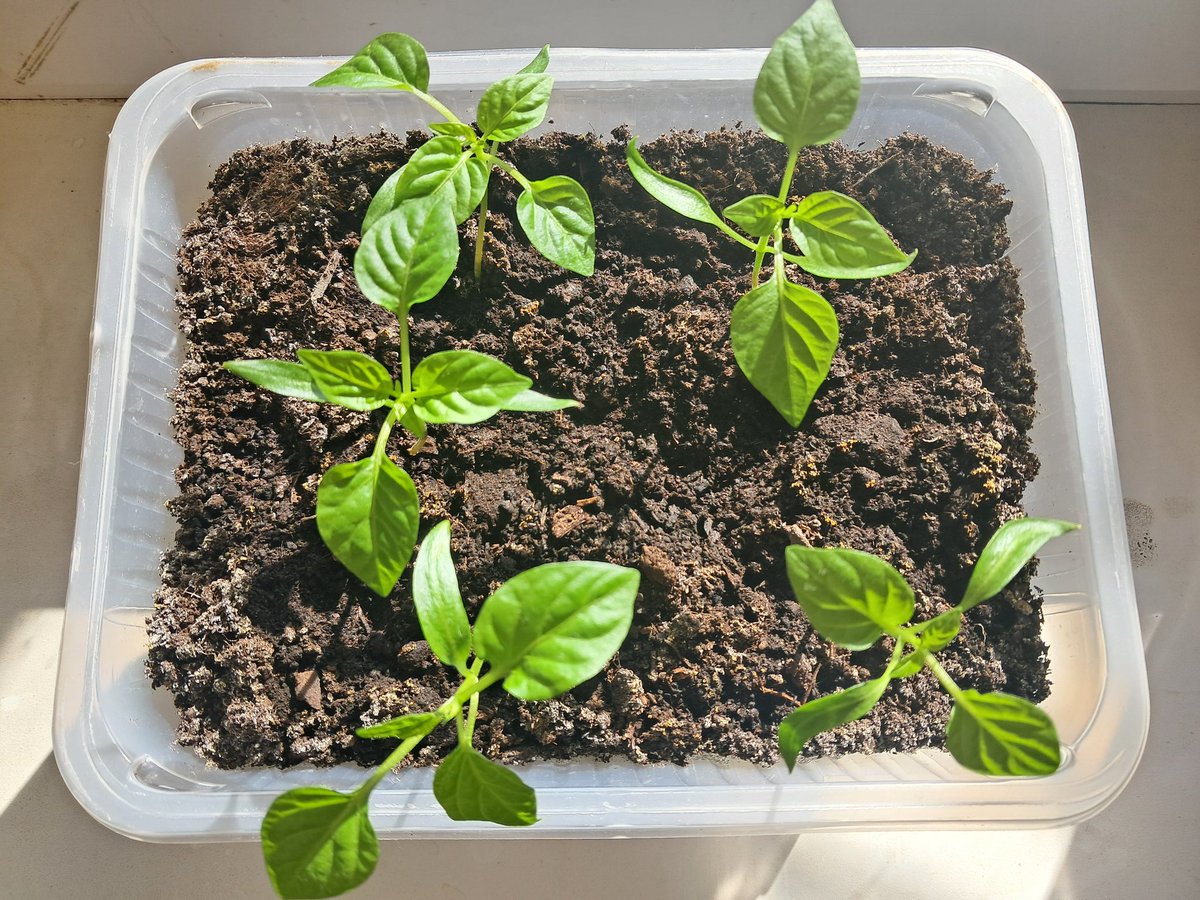 GrowingFarm tweet media