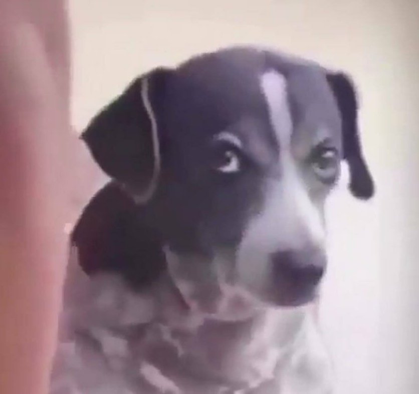 Honey badger tweet media