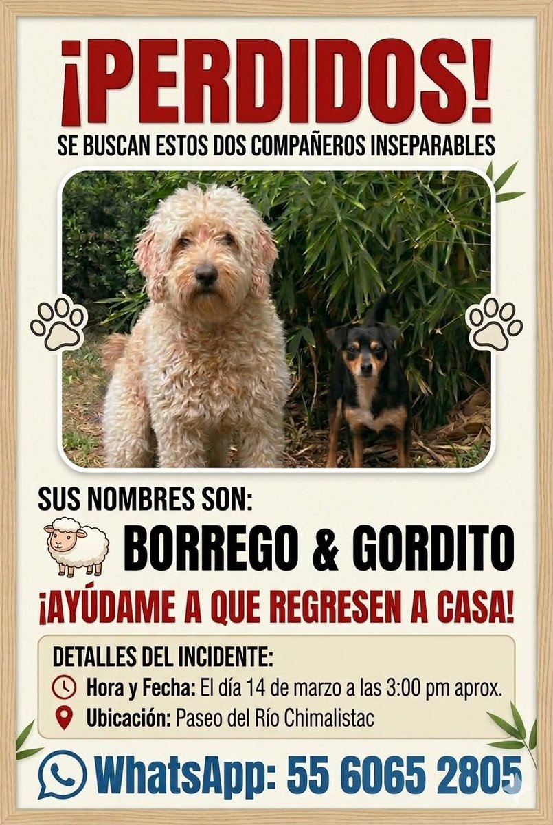 Firulais a salvo tweet media